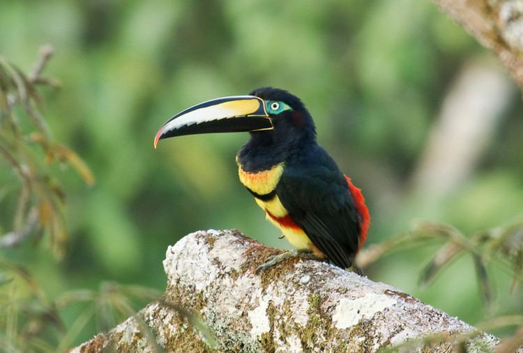 Many-banded aracari Sapayoa Ecuador Bird Photos Photo Keywords MANYBANDED ARACARI
