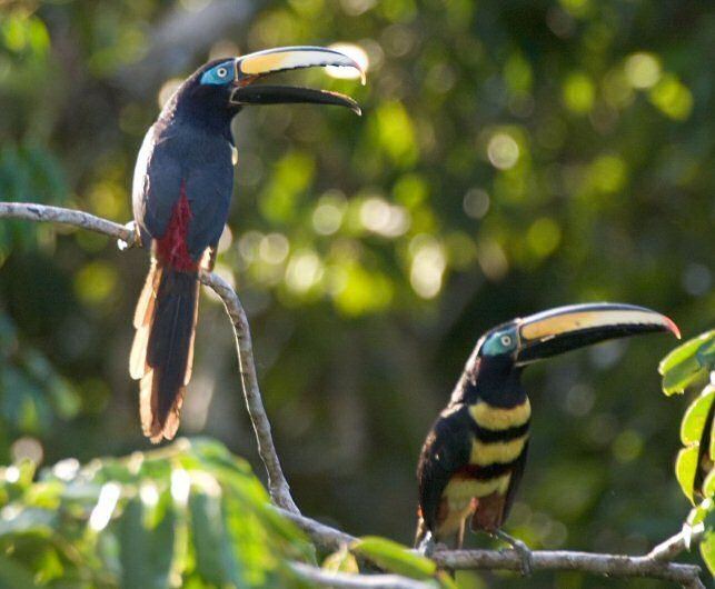 Many-banded aracari Mangoverde World Bird Guide Photo Page Manybanded Aracari