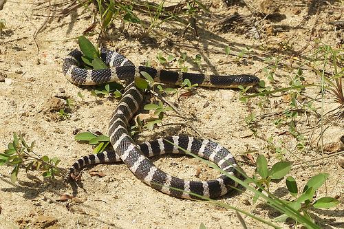 Many-banded krait ManyBanded Krait Facts and Pictures Reptile Fact