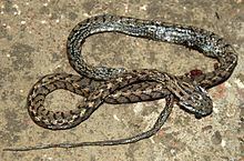 Many-banded tree snake httpsuploadwikimediaorgwikipediacommonsthu