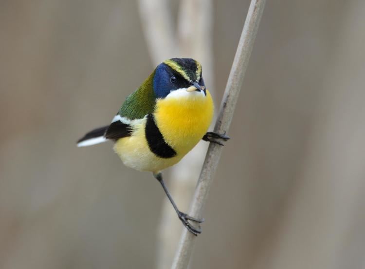 Many-coloured rush tyrant Manycolored Rushtyrant Tachuris rubrigastra Adult bird perched