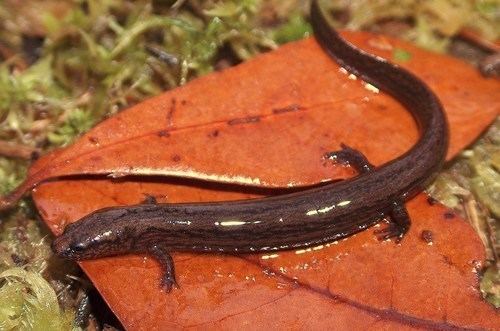 Many-lined salamander httpsstaticinaturalistorgphotos42413mediumjpg