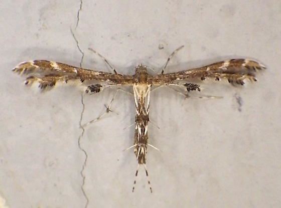 Many-plumed moth Local Plume and ManyPlumed Moths Dakota Naturalist