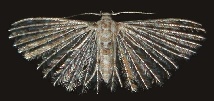 Many-plumed moth Moths of Toowoomba October 2015