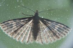 Many-plumed moth Manyplumed moth Wikipedia