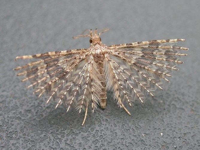 Many-plumed moth Alucita hexadactyla Manyplumed Moth Norfolk Micro Moths The