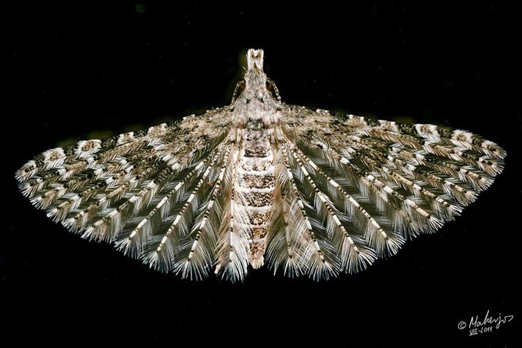 Many-plumed moth wwwhispabasecomgaleriaalbumsuserpics10895Al