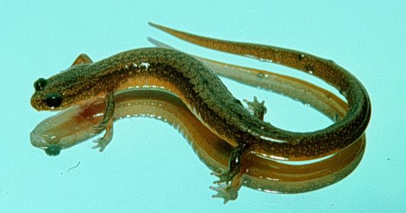 Many-ribbed salamander httpsuploadwikimediaorgwikipediacommons44