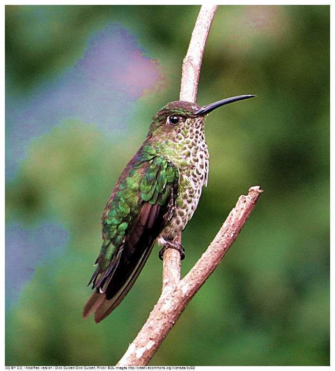 Many-spotted hummingbird wwwtaenoscomimghrtataphrospilushypostictus