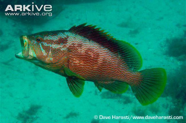 Maori cod Maori cod videos photos and facts Epinephelus undulatostriatus