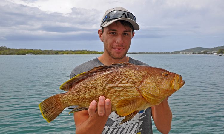 Maori cod The Noosa Fishing Report Page One Week One December 2014 brought