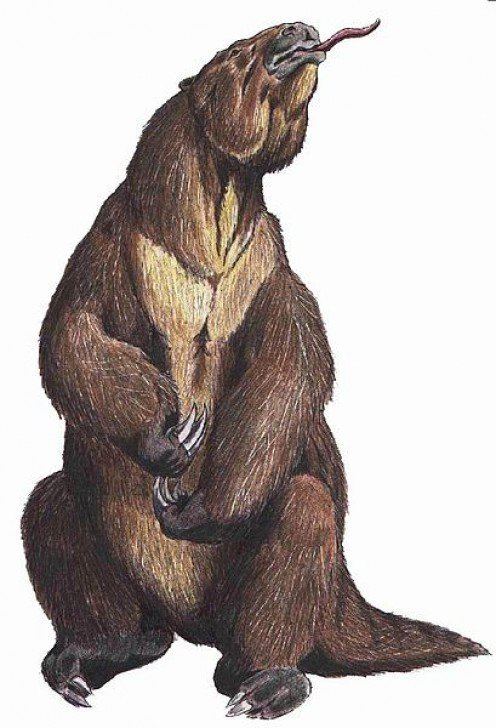 Mapinguari Mapinguari Sightings Evidence the Giant Ground Sloth is Still Alive