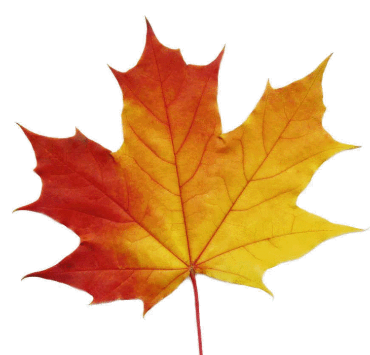 Maple Maple leaf Projects to Try Pinterest Traditional Maple leaves