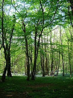 Maplehurst Wood httpsuploadwikimediaorgwikipediacommonsthu