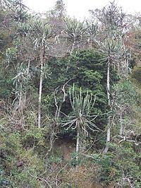 Maputaland-Pondoland bushland and thickets httpsuploadwikimediaorgwikipediacommonsthu