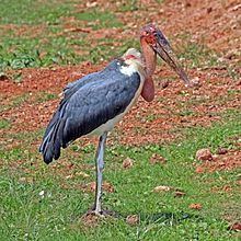 Marabou stork httpsuploadwikimediaorgwikipediacommonsthu