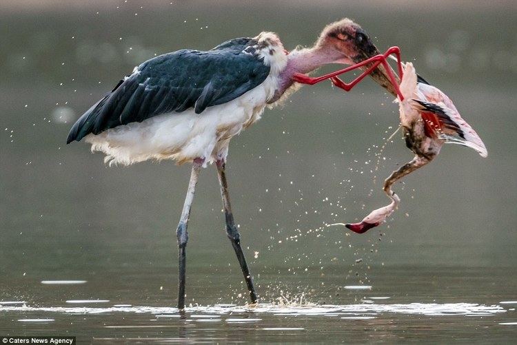 Marabou stork Marabou stork grabs a sick flamingo and tears it to shreds in Kenya