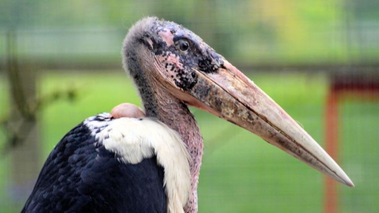 Marabou stork Marabou stork information from Marwell The Zoo