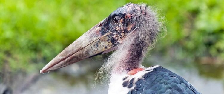 Marabou stork Fort Wayne Children39s Zoo Marabou Stork