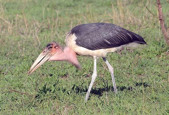 Marabou stork Marabou Stork Bird Southern Africa