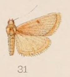 Maradana (moth)