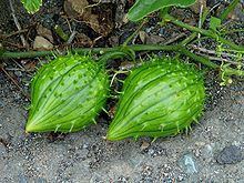 Marah (plant) httpsuploadwikimediaorgwikipediacommonsthu