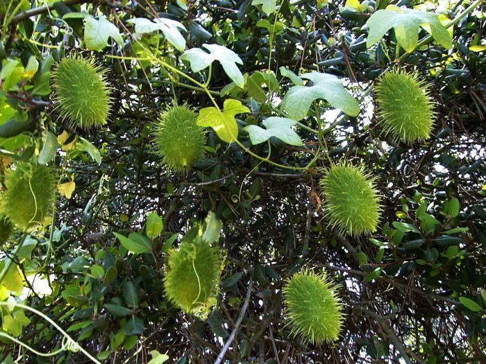 Marah (plant) Wild Cucumber San Elijo Lagoon Conservancy Plant Guide