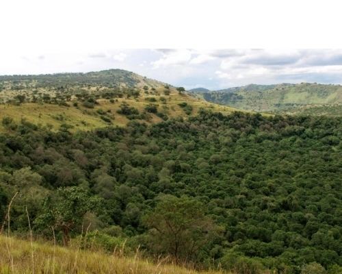 Maramagambo Forest wwwqueenelizabethnationalparkcomwpcontentuplo