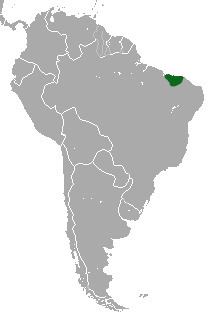 Maranhão red-handed howler httpsuploadwikimediaorgwikipediacommons44