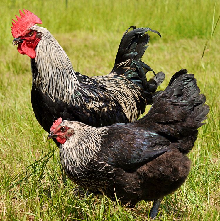 Marans Marans Chicken April Breed of the Month Countryside Network