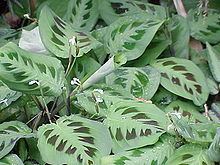 Maranta (plant) httpsuploadwikimediaorgwikipediacommonsthu