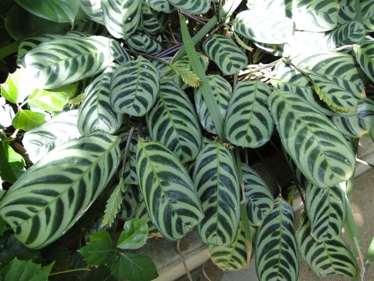 Maranta (plant) Maranta leuconeura Prayer Plant A Fascinating Green World