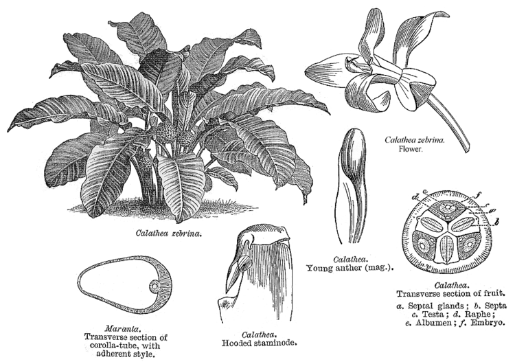 Marantaceae Angiosperm families Marantaceae Petersen