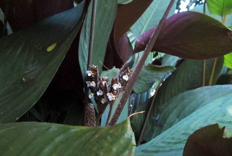 Marantaceae Marantaceae species list Prayer Plant or Arrowroot of Hawaii