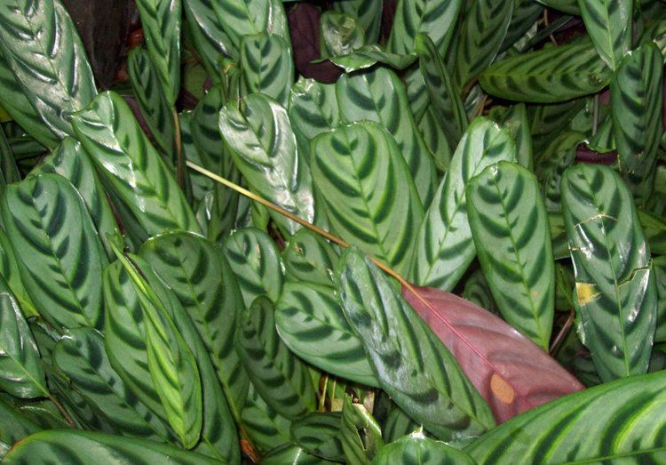 Marantaceae Ctenanthe burlemarxii Obscura of the Marantaceae family