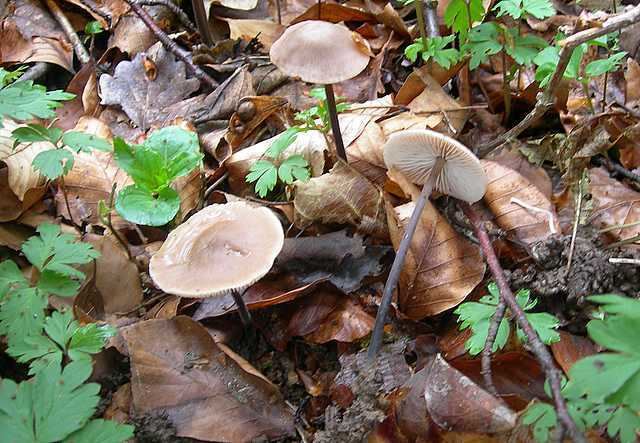 Marasmius alliaceus Mushrooms Marasmius