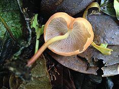 Marasmius cladophyllus httpsuploadwikimediaorgwikipediacommonsthu