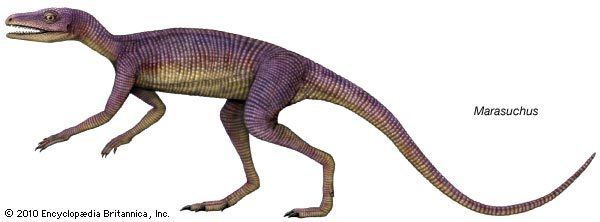 Marasuchus Marasuchus fossil reptile genus Britannicacom