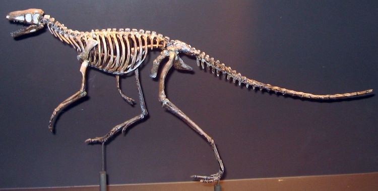 Marasuchus Marasuchus Wikipedia