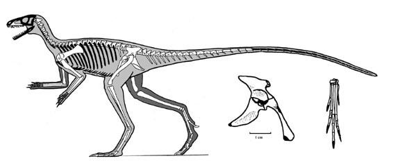Marasuchus Untitled Document