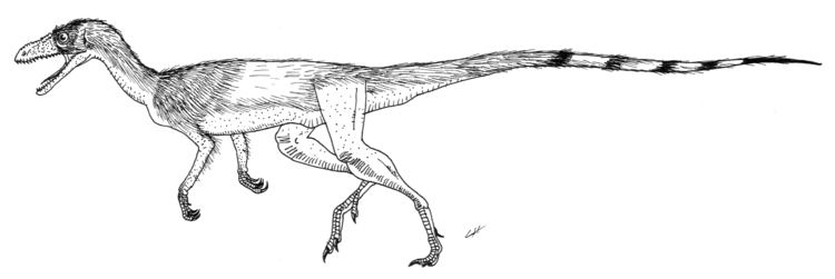 Marasuchus Marasuchus lilloensis by PaleoAeolos on DeviantArt