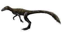 Marasuchus httpsuploadwikimediaorgwikipediacommonsthu