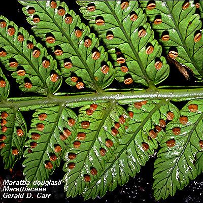 Marattiaceae LONCAPA NonFlowering Plant Families UH Botany