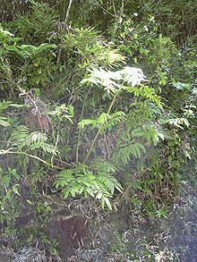 Marattiidae httpsuploadwikimediaorgwikipediacommonsthu