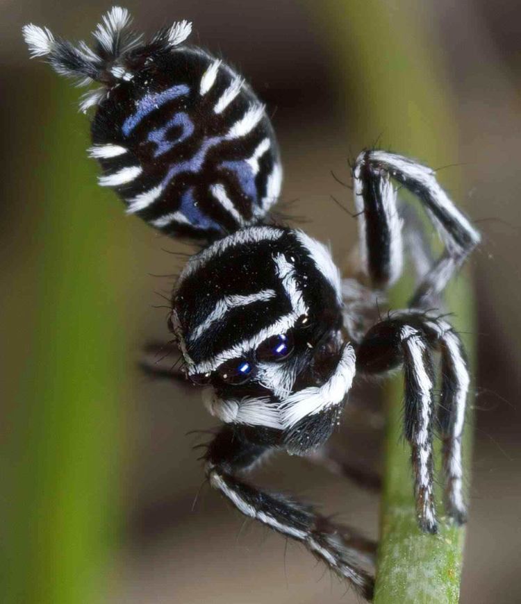 Maratus Two New Species of Peacock Spiders Discovered in Australia Biology