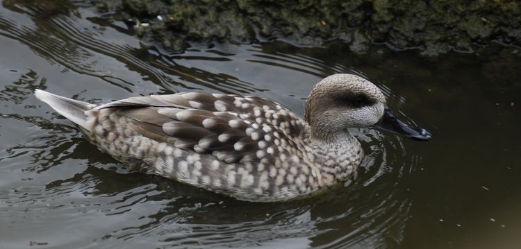 Marbled duck FileMarbled duckjpg Wikimedia Commons