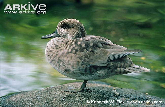 Marbled duck Marbled duck videos photos and facts Marmaronetta angustirostris