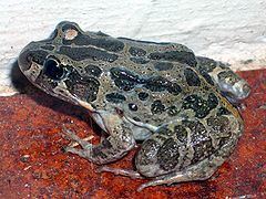 Marbled frog httpsuploadwikimediaorgwikipediacommonsthu