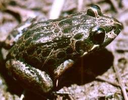 Marbled frog Marbled Frog Tropical Rainforest North Queensland Australia