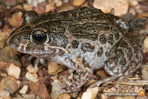 Marbled frog Days 16 amp 17 Kakadu Stewed Thoughts